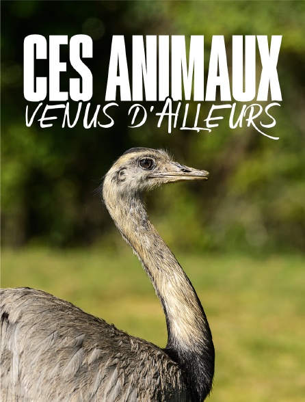 Ces animaux venus d'ailleurs