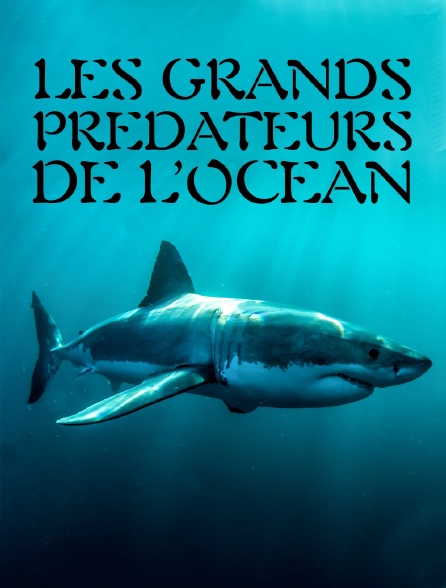 Les grands prédateurs de l'océan