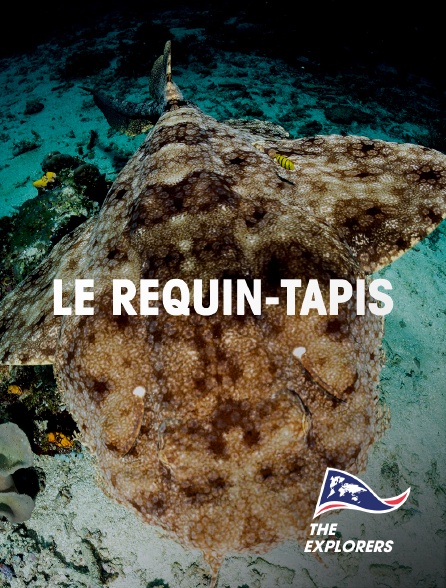 The Explorers - Le requin-tapis
