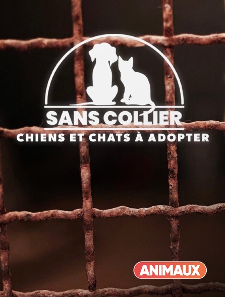 Animaux - Sans collier