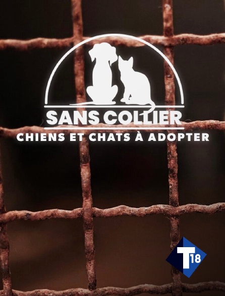 T18 - Sans collier