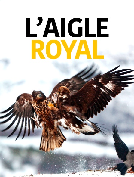 L'aigle royal