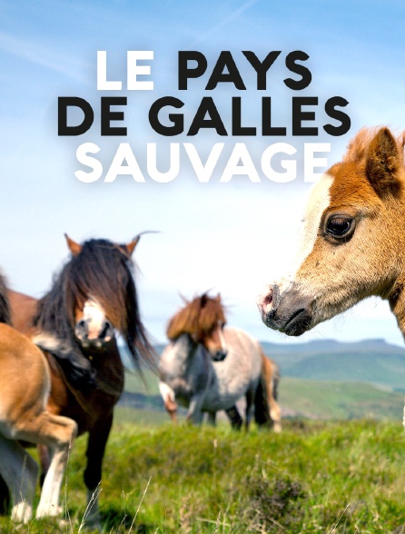 Le Pays de Galles sauvage