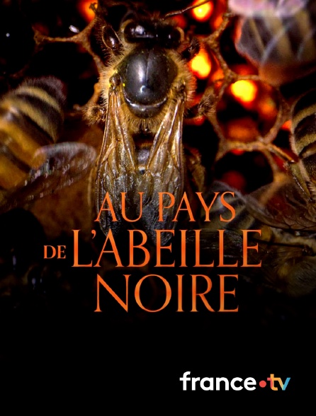 France.tv - Au pays de l'abeille noire
