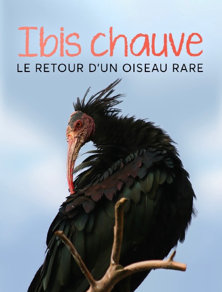 Ibis chauve : le retour d'un oiseau rare