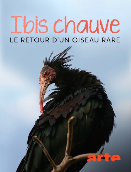 Arte - Ibis chauve : le retour d'un oiseau rare