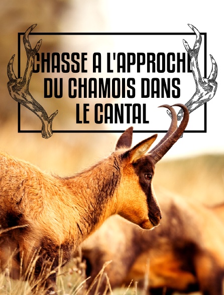 Chasse à l'approche du chamois dans le Cantal