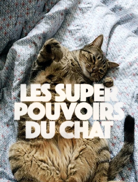 Les super-pouvoirs du chat