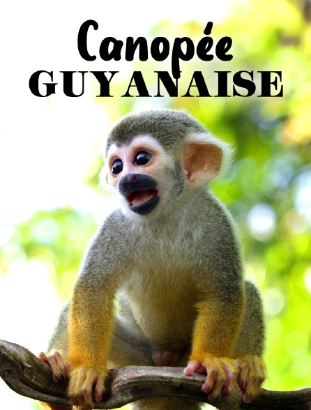 Canopée guyanaise : les aventures d'un singe-écureuil