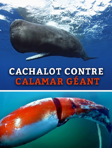 Cachalot contre calamar géant