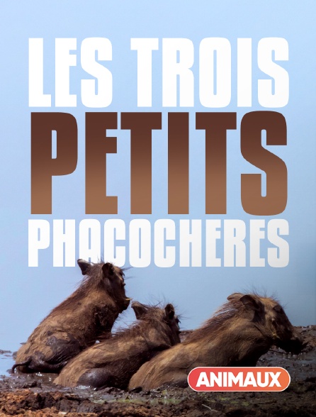 Animaux - Les trois petits phacochères