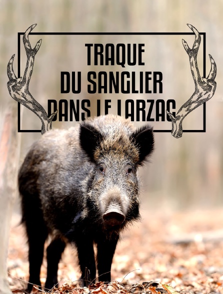 Traque du sanglier dans le Larzac