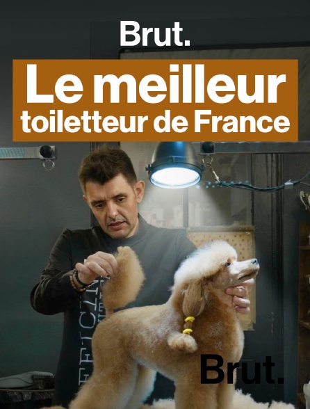 Brut - Qui sera le meilleur toiletteur ? en replay