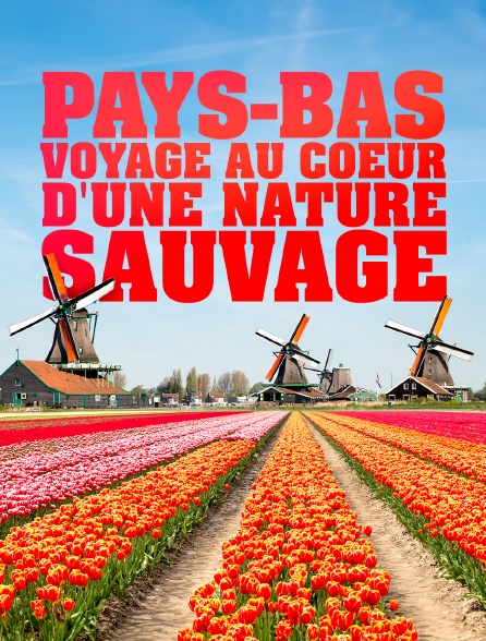 Pays-Bas, voyage au coeur d'une nature sauvage