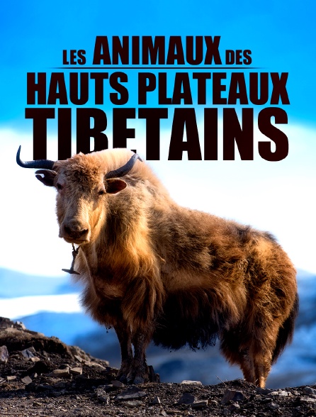 Les animaux des hauts plateaux tibétains
