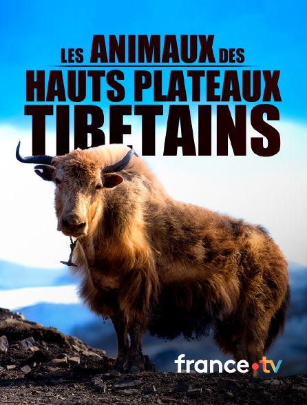 france.tv - Les animaux des hauts plateaux tibétains