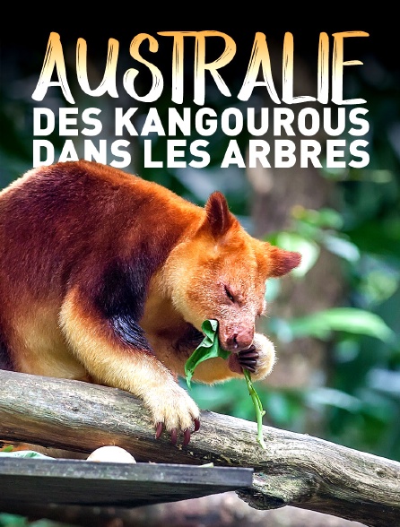 Australie : des kangourous dans les arbres