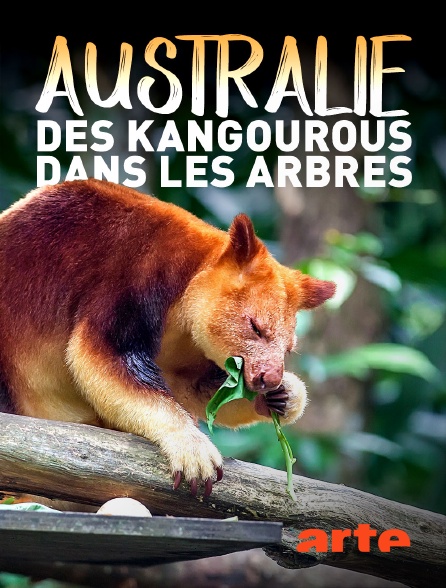 Arte - Australie : des kangourous dans les arbres