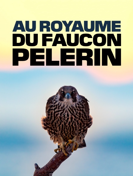 Au royaume du faucon pèlerin