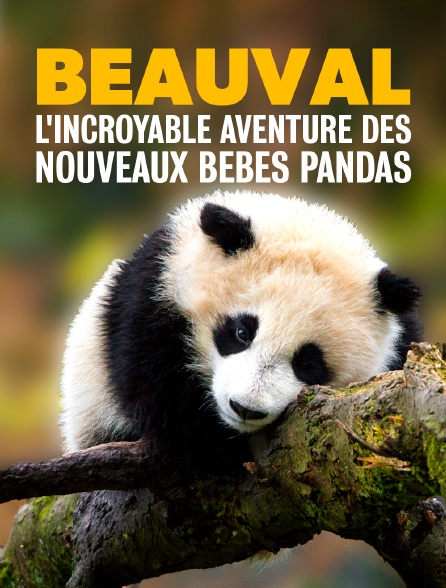 Beauval : l'incroyable aventure des nouveaux bébés pandas