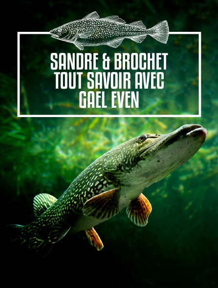 Suivez le guide 3 : sandre & brochet tout savoir avec Gaël Even