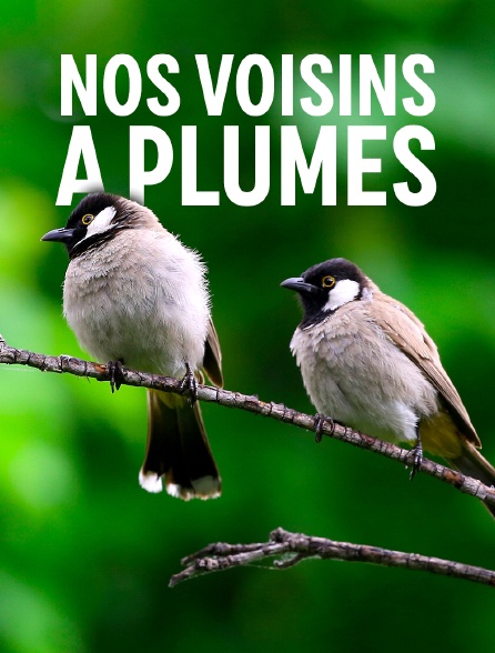 Nos voisins à plumes : L'univers chamarré des oiseaux de jardin
