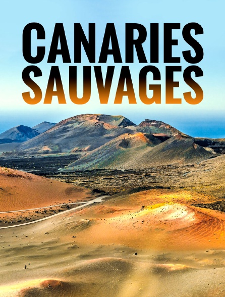 Canaries sauvages