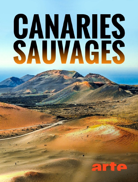 Arte - Canaries sauvages