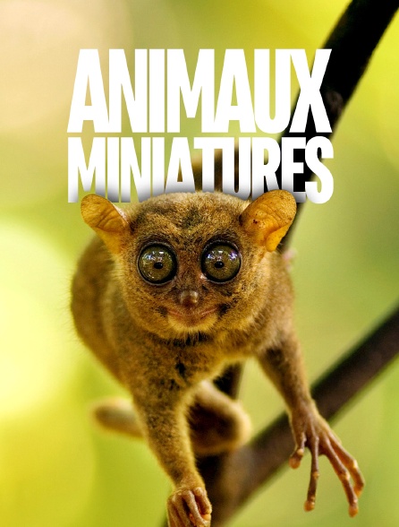 Animaux miniatures -  France