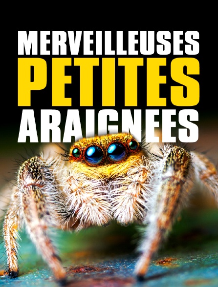 Merveilleuses petites araignées