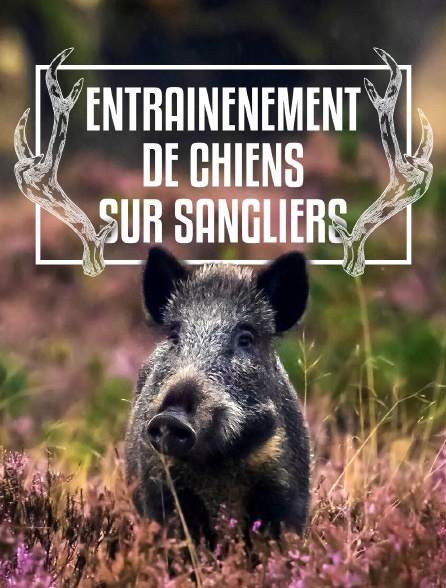 Entraînement de chiens sur sangliers