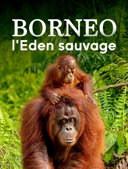 Bornéo : l'Eden sauvage