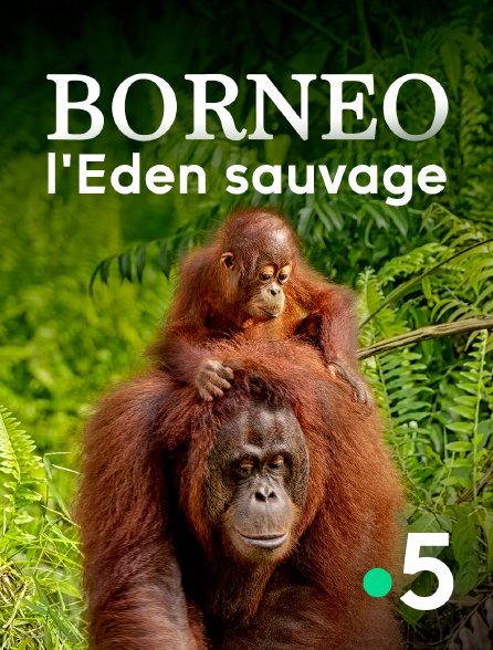 France 5 - Bornéo : l'Eden sauvage