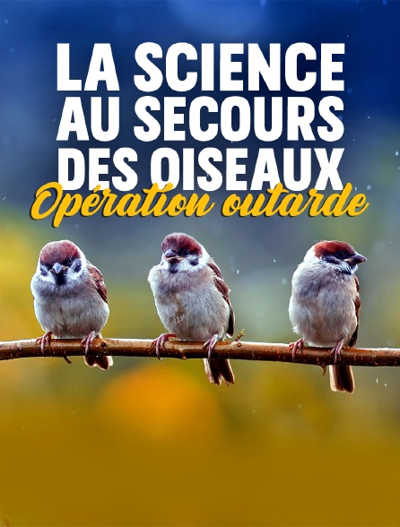 La science au secours des oiseaux : Opération outarde