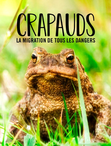 Crapauds, la migration de tous les dangers