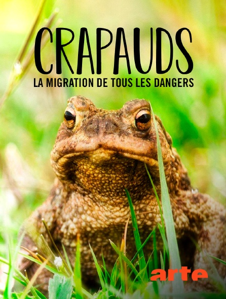 Arte - Crapauds, la migration de tous les dangers