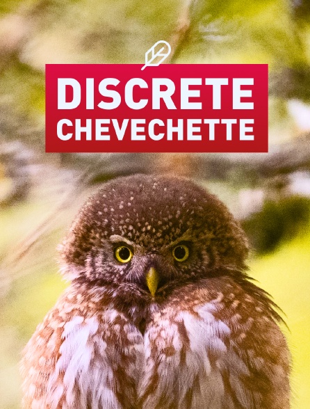 Discrète Chevechette