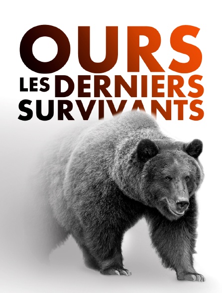 Ours, les derniers survivants