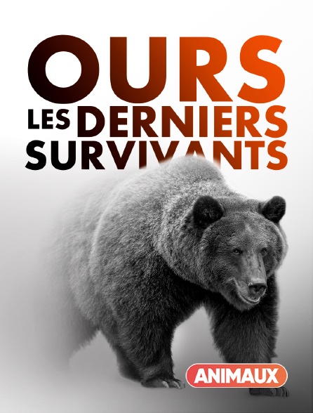 Animaux - Ours, les derniers survivants