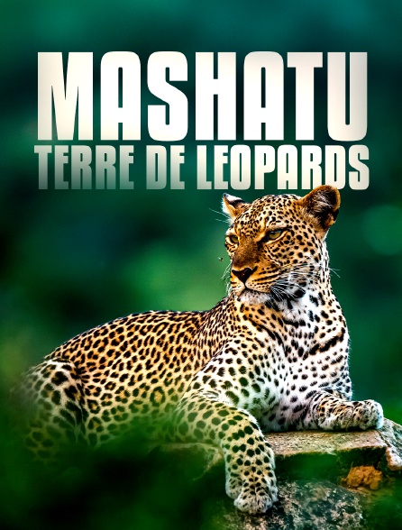 Mashatu, terre de léopards