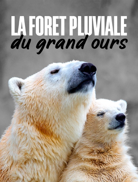 La forêt pluviale du grand ours