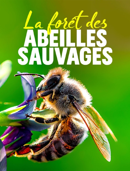 La forêt des abeilles sauvages