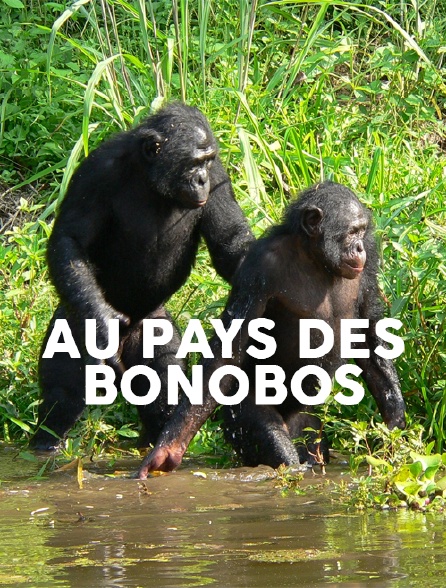 Au pays des bonobos