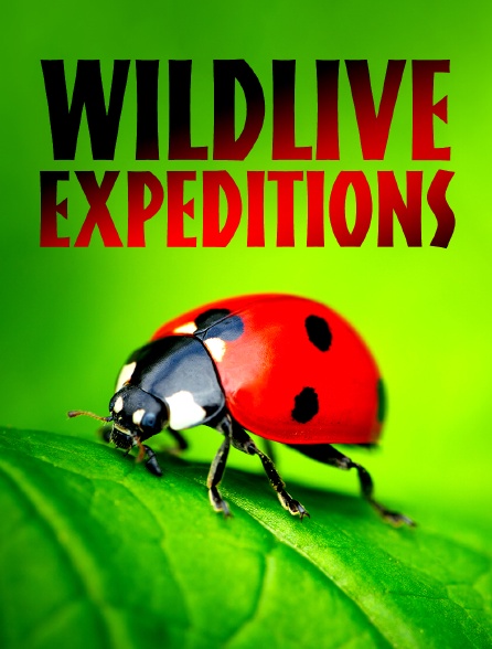 Wildlive Expeditions
