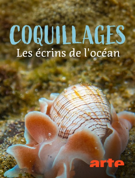 Arte - Coquillages, les écrins de l'océan