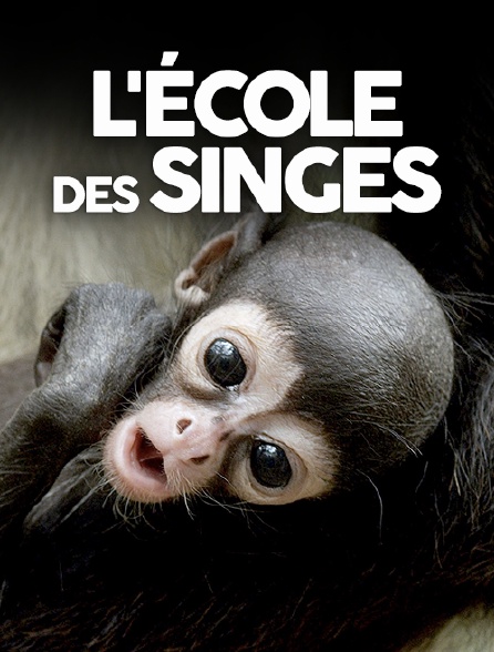 L'école des singes