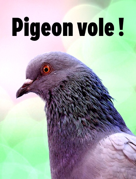 Pigeon vole !