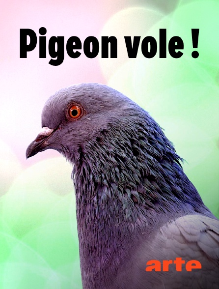 Arte - Pigeon vole !