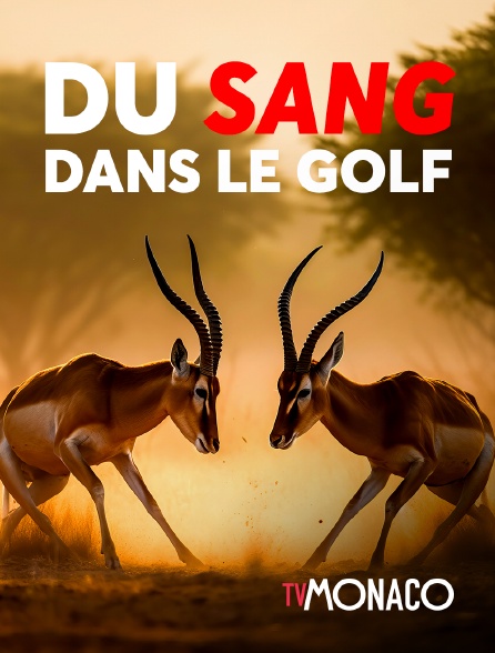 TV Monaco - Du sang dans le golfe