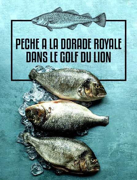 Pêche à la dorade royale dans le golf du Lion